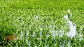 ভোলায় ৩৩২৫ হেক্টর ফসল ও ৬২৮০ পুকুর-ঘের ক্ষতিগ্রস্ত