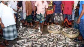 বরিশালে বাজারে মিলেছে ‍ইলিশের দেখা