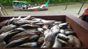 নিষেধাজ্ঞা শেষে মনপুরায় ঝাঁকে ঝাঁকে ধরা পড়ছে ইলিশ