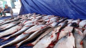 বরিশালে জেলেদের জালে ধরা পড়ছে পাঙ্গাশ