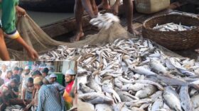 নদী ভরা মাছ, ভোলার জেলে পল্লীতে ঠিকরে পড়ছে খুশি