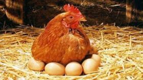 সিন্ডিকেটের প্রভাবেই কী বাড়ছে ডিম-মুরগির দাম!