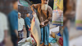 বাউফলে ইলিশের জালে উঠেছে বিশাল আকৃতির পাঙ্গাস