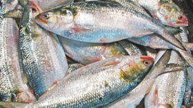 অভিযানের সফলতা নিয়ে প্রশ্ন: চুরি করে ধরা ইলিশে সয়লাব মোকাম