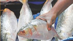 বরিশালে হতাশা: ভোলায় ধরা পড়ছে ঝাঁকে ঝাঁকে ইলিশ