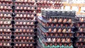 পোল্ট্রির ডিম বিক্রিতে খাজনার নামে চাঁদাবাজি