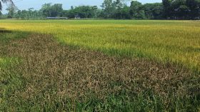 বরিশালে বোরো ক্ষেতে ব্লাস্ট রোগের আক্রমণ, ফলন নিয়ে শঙ্কা