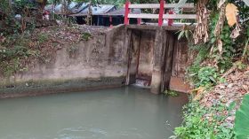 বরিশালে জোয়ারে তলিয়ে যাচ্ছে পাকা ধানক্ষেত