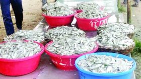 জাটকা পাচারের নিরাপদ রুট তালতলী বাজার