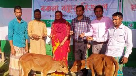কাউখালীতে বকনা বাছুর ঘর সহ ছাগল ও বৈধ জাল বিতরণ