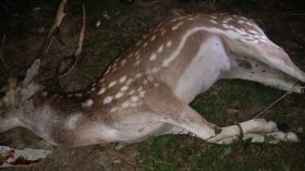 হরিনঘাটা খাল থেকে মৃত হরিন উদ্ধার