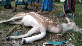 পাথরঘাটায় কুকুরের কামড়ে হরিণের মৃত্যু