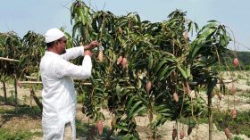 তীব্র তাপদাহে পুড়ছে ভোলার আম বাগান!