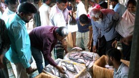 ইলিশের কেজি ২৫০ টাকা: মাইকিং করে বিক্রি