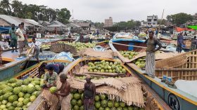 নাজিরপুরে জমে উঠেছে ভাসমান তরমুজের হাট