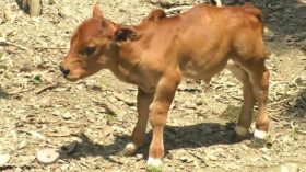 পটুয়াখালীতে ১৪ ইঞ্চির বাছুর জন্ম: দেখতে গ্রামবাসীর ভিড়