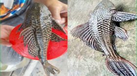 প্রত্যন্ত এলাকায় ধরা পড়ছে বিষাক্ত সাকার ফিস, উদ্বেগ সচেতন মহলে