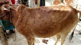 আমতলীর ৫০ ভাগ গরুই লাম্পি স্কিন রোগে আক্রান্ত