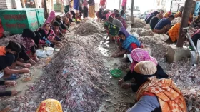 পদ্মা সেতুর কল্যাণে সহজেই রাজধানীতে যাচ্ছে তাজা সামুদ্রিক মাছ