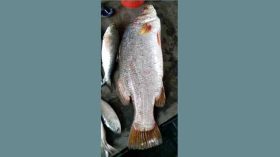 পায়রা নদীতে ধরা পড়ল সাড়ে ১৬ কেজির কোরাল