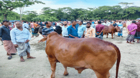ভোলায় জমে উঠেছে কোরবানির পশুরহাট