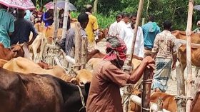 লাম্পি স্কিন রোগ আতঙ্কে বাজারে ধসের আশঙ্কা