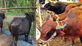 ঝালকাঠিতে পশু আমদানি ও বসন্ত রোগে লোকসানের শঙ্কা