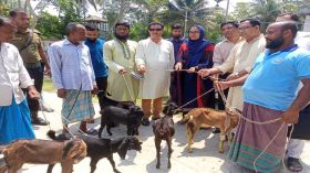 কাউখালীতে মৎস্য কার্ডধারী জেলেদের মধ্যে ছাগল বিতরণ