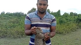 মেছো বিড়াল বনে অবমুক্ত
