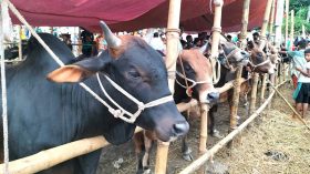 জমে ওঠেনি বরিশালের পশুর হাট