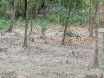 বাউফলে প্রতিপক্ষের গাছ কেটে জমি দখলের চেষ্টা