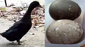 বরগুনায় হাঁস দিচ্ছে কালো ডিম, এলাকায় চাঞ্চল্য