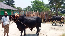 কলাপাড়ায় কোরবানির হাট কাঁপাবে ‘কালু ও চান্দু’