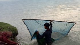 পায়রায় চিংড়ির রেণু ধরতে গিয়ে অন্য পোনা নিধন