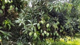 লবনাক্ত জমিতে বিদেশি জাতের আম চাষ করে জাহাঙ্গীরের বাজিমাত