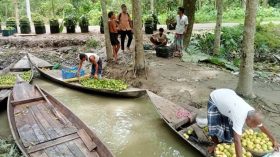 পেয়ারার ফলন বিপর্যয়: ৩ কোটি টাকা লোকসানের শঙ্কা