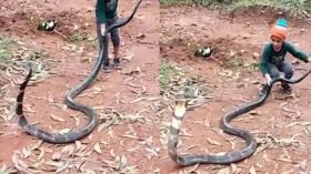 ১২ ফুট লম্বা সাপ নিয়ে খেলছে শিশু!