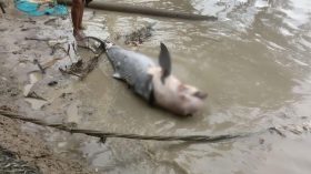 সৈকতে ভেসে এলো ৬ ফুটের মৃত ডলফিন