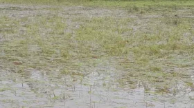 অতিবৃষ্টিতে পচে গেছে আমনের বীজতলা, অতিরিক্ত দামে বীজ বিক্রির অভিযোগ