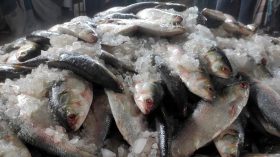 নদীতে ‘না মিললেও’ বরিশালের বাজার ভর্তি সাগরের ইলিশ