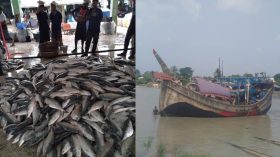 এক ট্রলারেই ৩৯ মণ ইলিশ, বিক্রি ১৬ লাখে