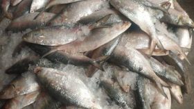 ঝাঁকে ঝাঁকে মিলছে ইলিশ, তবুও দাম চড়া