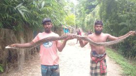 পাথরঘাটায় মাছের আড়তে ১০ ফুটের অজগর!