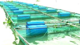 বরগুনায় আশা জাগাচ্ছে খাঁচায় মাছচাষ