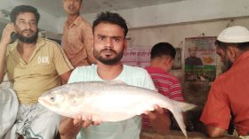 বরগুনায় দুই কেজির ইলিশ বিক্রি হলো সাড়ে ৩ হাজারে