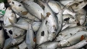 বরগুনায় পুকুরে মিললো ৯৫টি ইলিশ