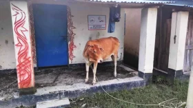 বরগুনায় উপহারের ঘরে থাকছেন না সুবিধাভোগীরা, গরু ছাগলের বসতি