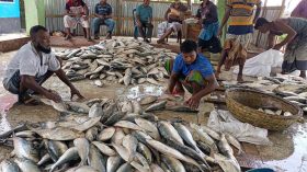 ট্রলারভর্তি ইলিশ নিয়ে ঘাটে ফিরছেন গভীর সমুদ্রের জেলেরা