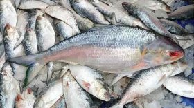 ভোলায় মিলছে না ঝাঁকের ইলিশ