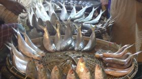 ভোলায় ৬০০ গ্রামের ইলিশও ১২০০ টাকা কেজি